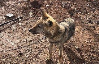 Bitkin halde bulunan kurt yavrusu yetkililere teslim...