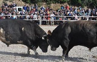 Boğalar, Defne’nin tedavisi için güreşti