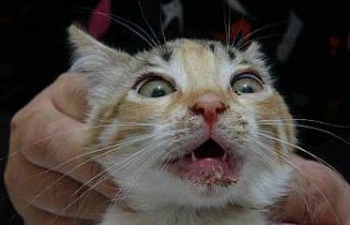 Bu da kedilerin korona virüsü