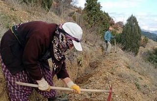 Bu fidanlar erozyona ‘Dur’ diyecek