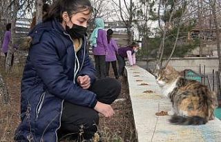 Bu kediler okulun maskotu oldu