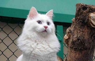 Bu yıl 100 yavru Van kedisi dünyaya geldi