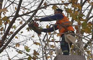 Budanan ağaç dalları ihtiyaç sahiplerine yakacak...