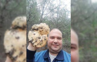 Burhaniye’de dev melki mantarı ilgi odağı oldu