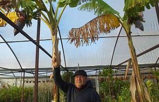 Burhaniye’de muz yetiştirdi