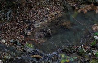 Bursa’da ayı kurtarma operasyonu