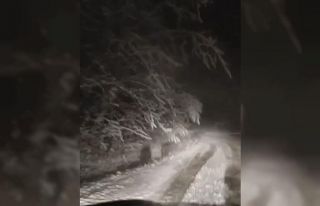 Bursa’da kar yağışıyla aç kalan domuz sürüleri...