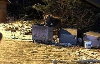 Bursa’da selam verdikleri ayı otomobile saldırdı,...