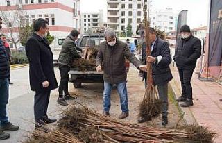 Büyükşehir Belediyeden üreticilere meyve fidanı...