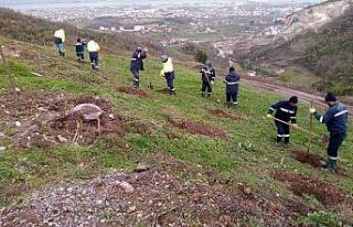 Büyükşehirden Gölcük Hisareyn’e bal ormanı