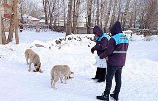 Çaldıran belediyesi sokak hayvanlarını unutmadı