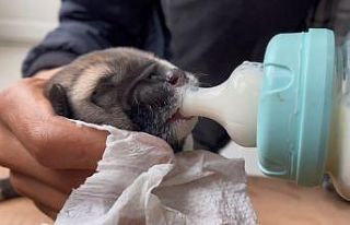 Çalıların arasında bulduğu yavru köpeği biberonla...