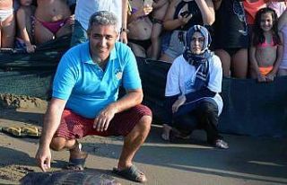 Caretta carettaların neslinin devamı için seferber...