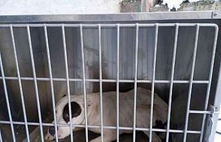 Çatak’ta pitbull cinsi köpek yakalandı