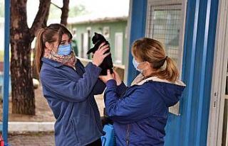 Çelenkler kediler için yuva oldu