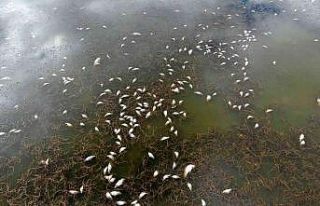 Çevre felaketinin yaşandığı gölde sevindiren...