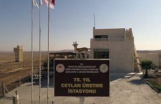 Ceylanlar, 75. Yıl Ceylan Üretme İstasyonu’nda...
