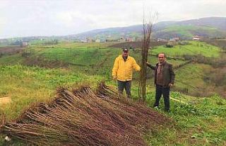 Çiftçilere badem ve muşmula fidanı desteği