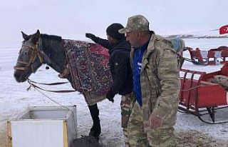 Çıldır’da atları üzerine battaniye örterek...