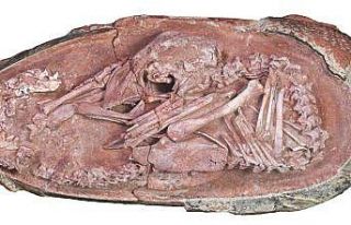 Çin’de 66 milyon yıl öncesine ait dinozor embriyosu...