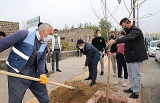 Cizre Kaymakamı Tunç, ağaçlandırma çalışmalarına...