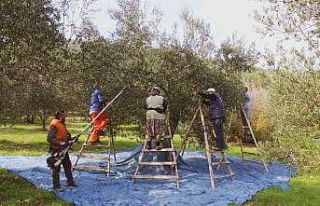 Coğrafi işaretli ürünlere talep hızla artıyor