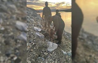 Dağları teröristlere dar ettiler, yaban hayvanlarına...