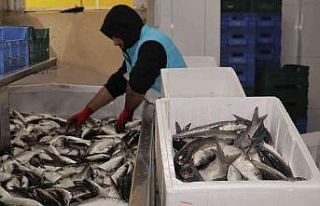 Dalyan kefali kilosu 20 liradan satılıyor