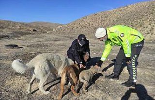 Darende’de yaban hayvanları unutulmadı