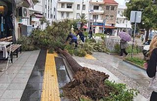 Datça’da çeyrek asırlık ağaç rüzgarın etkisi...