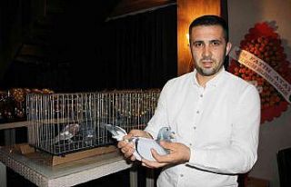 Dereceye giren güvercin sahipleri kupalarını aldı