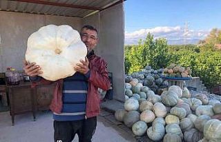 Dev bal kabaklarını satmaya kıyamadı