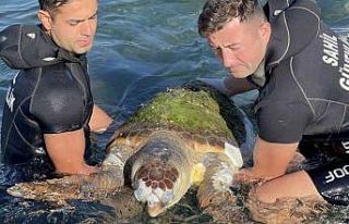 Devasa caretta caretta biranda yüzeye çıktı, öldüğü...