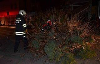 Devrilen ağacın altında kalan 1 kişi yaralandı