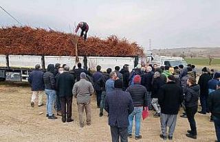 Dicle’de 111 çiftçiye 33 bin 880 adet badem, ceviz...