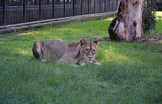 Doğa Parkı’nın yeni sakinleri: "Berdan"...