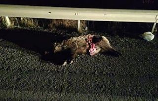 Domuz sürüsüne çarpan iki otomobil hurdaya döndü