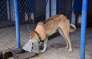 Domuz sürüsünün saldırdığı köpek hayata tutundu