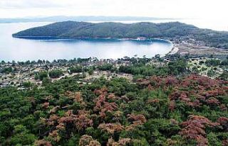 Dünyaca ünlü körfezin çamları kuruyor