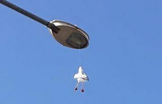 Edremit’te ‘Martı’ kurtarma operasyonu