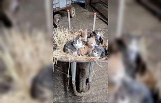 El arabasının içinde yatan kediler görenleri gülümsetti