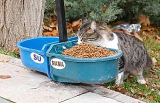 Elazığ Belediyesi sokak hayvanları için üniversite...