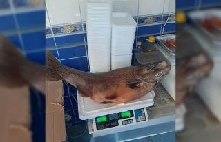 Elazığ’da 10 kiloluk alabalık yakalandı