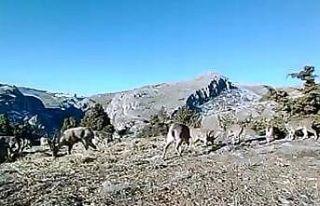 Elazığ’da 11 aylık yaban hayatı fotokapanlara...