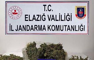 Elazığ’da 4,5 kilo esrar ele geçirildi