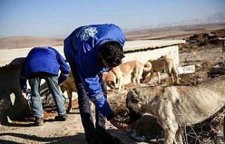 Elbistan’da sokak hayvanlarına belediyeden mama...