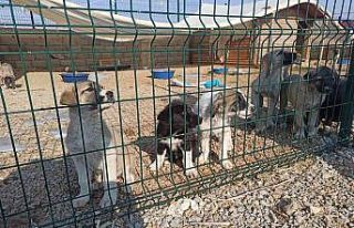 Elbistan’da sokak köpekleri barınakta misafir...