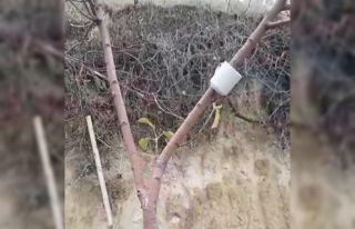 Elma ağacı mevsimleri şaşırdı, kış ayında...