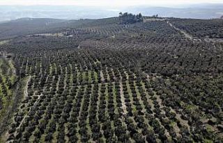 En güvenilir yatırım toprak