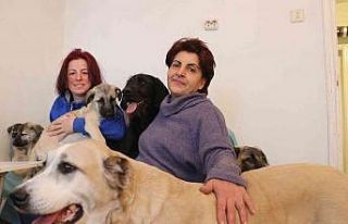 Engelli ve hasta sokak hayvanlarına anne oldu